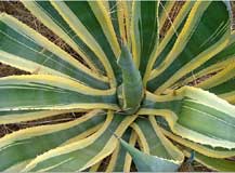 agave cactus
