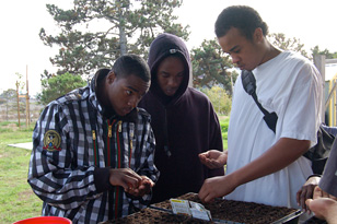 planting seeds at Bayview